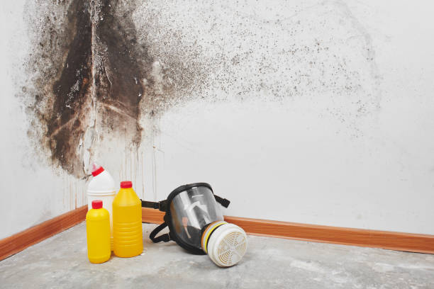  Bangs, TX Mold Removal Pros
