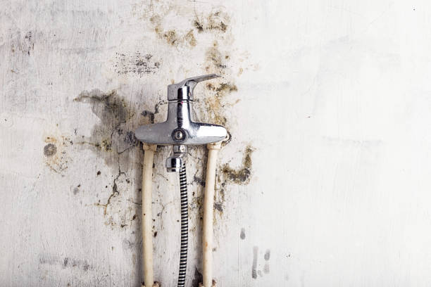 Best Mold Cleaning Services  in Bangs, TX