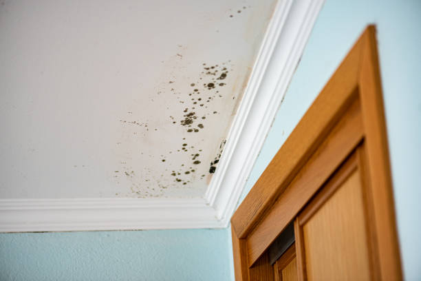 Best Crawl Space Mold Removal  in Bangs, TX