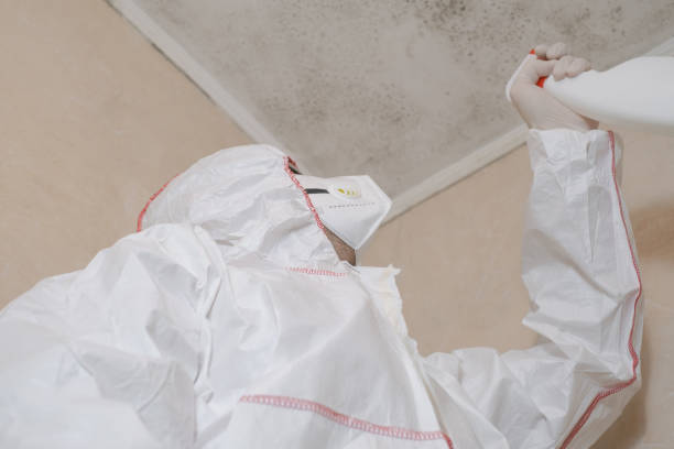Best Home Mold Removal  in Bangs, TX