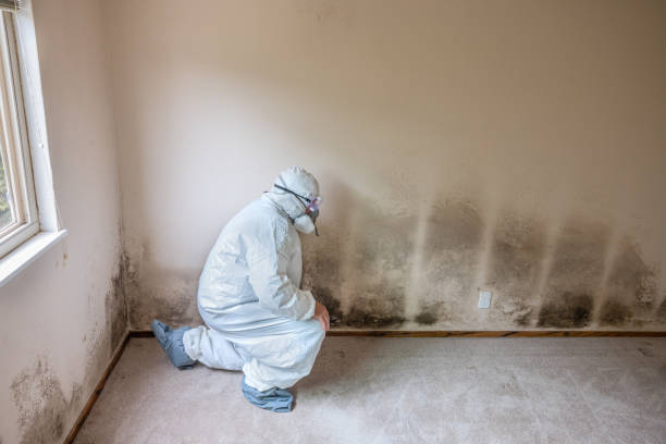 Best Mold Removal Company Near Me  in Bangs, TX
