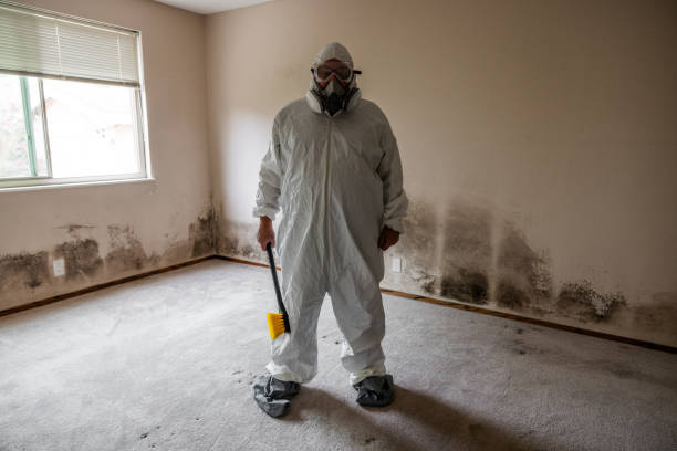Best Black Mold Removal  in Bangs, TX