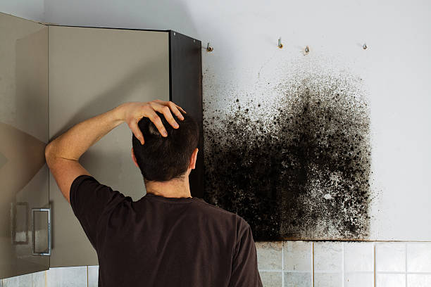 Best Commercial Mold Removal  in Bangs, TX